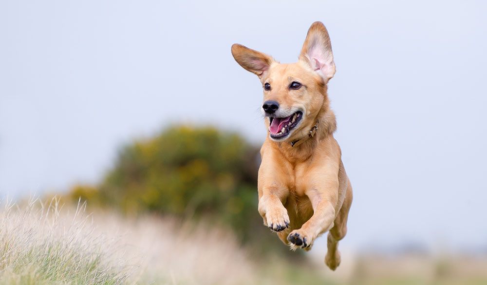 Aktuelle Studien: CBD für das Gelenkwohl von Hunden?